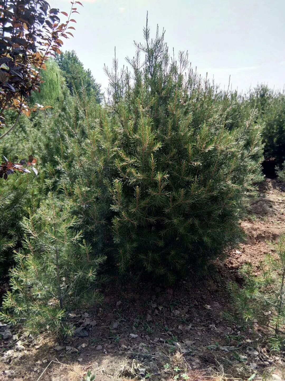 龍湖區5米白皮松