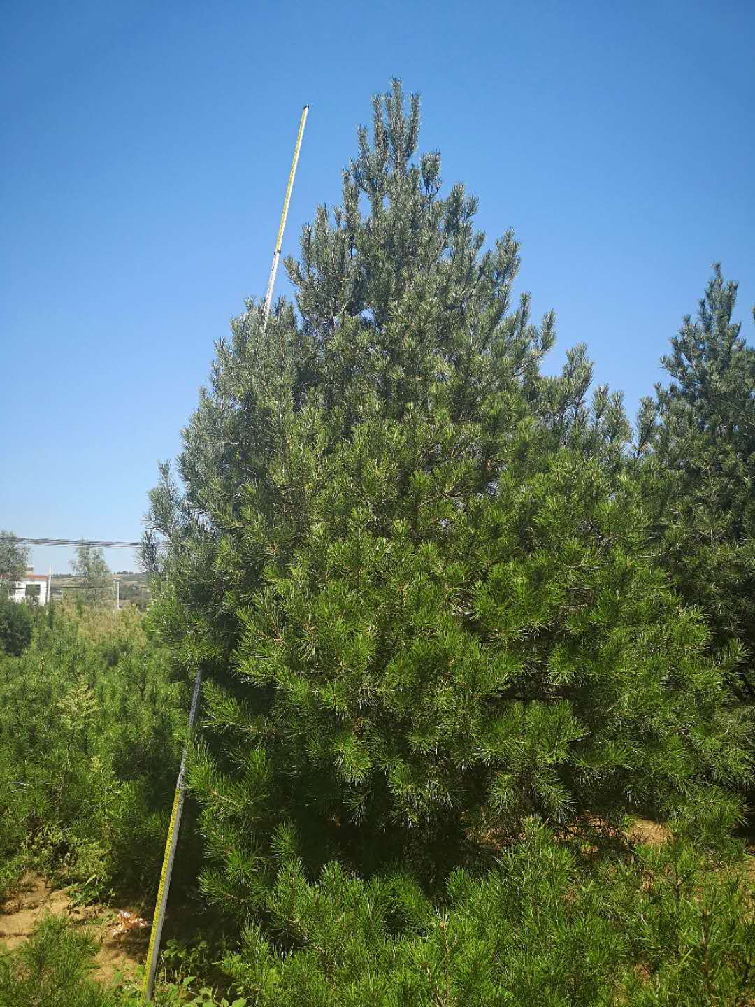 龍海市1米白皮松