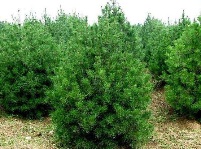 龍游縣4米白皮松